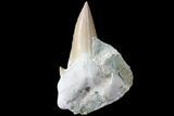 Large, Otodus Shark Tooth Fossil In Rock - Eocene #87014-1